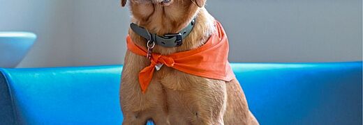 « Un poil de réconfort » : un chien de soutien rejoint l’UAPED