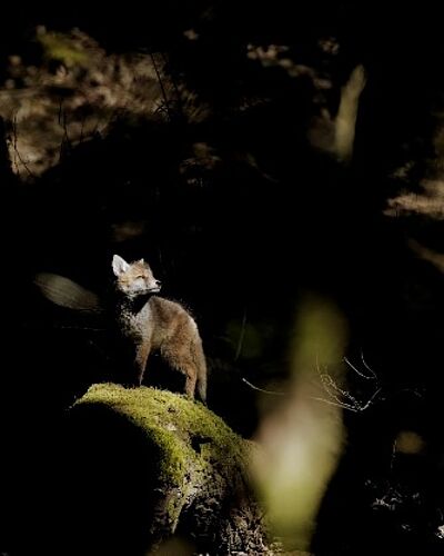 Photographies animalières : la nature pour soulager la douleur en traumatologie